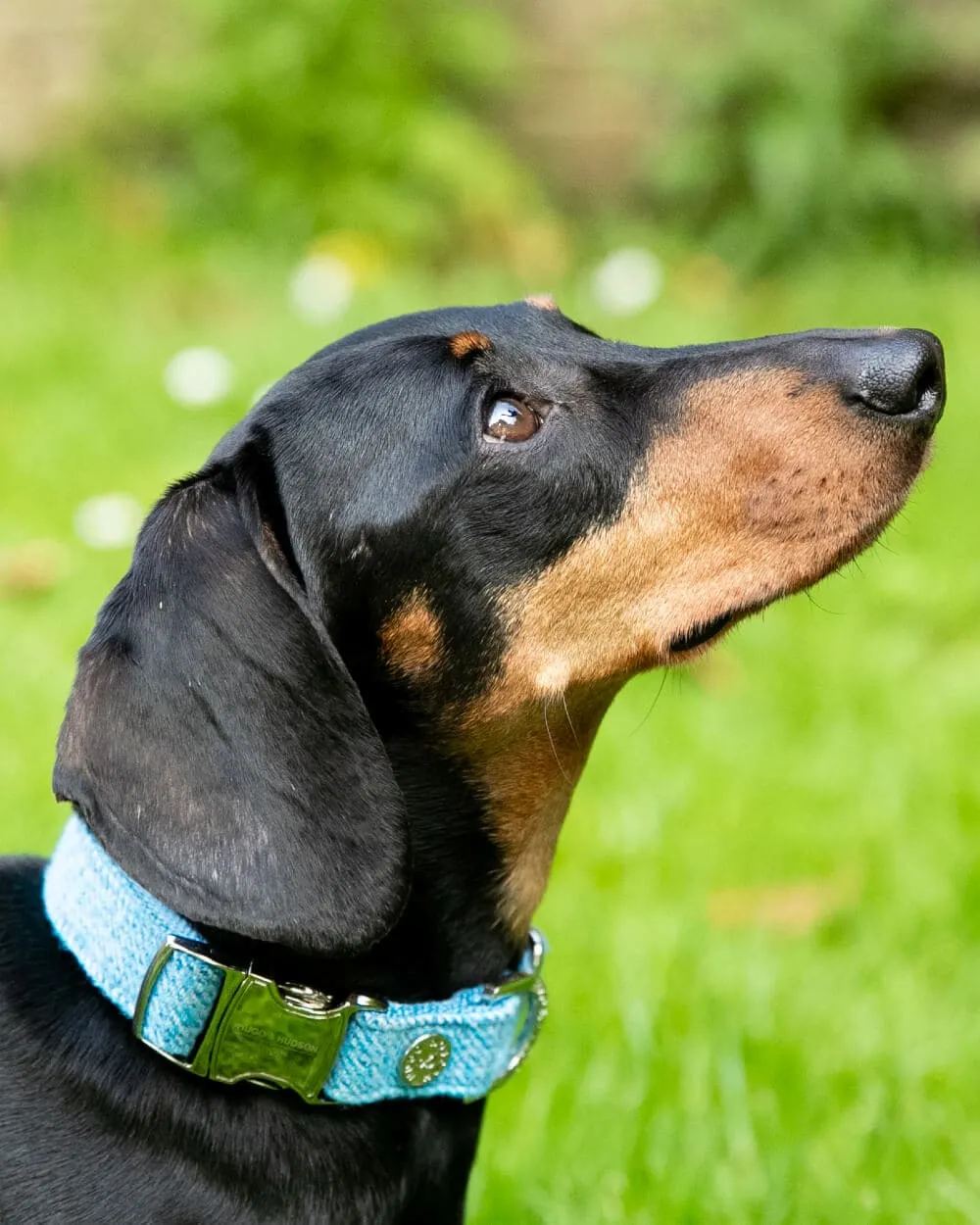 Matching Blue Luxury Tweed Bundle - Collar, Lead and Harness