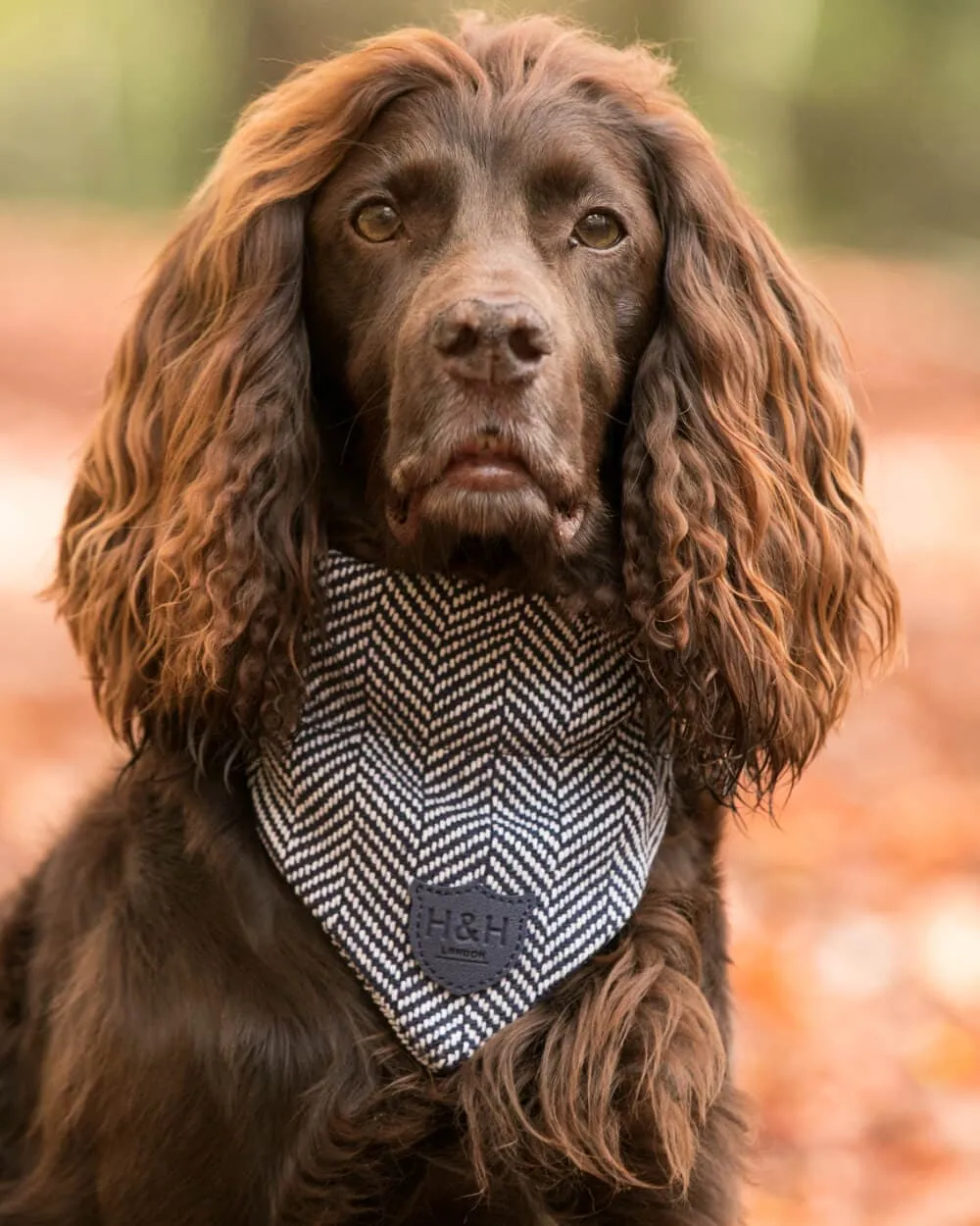 Tweed Dog Bandana - Navy Herringbone